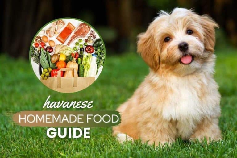 Havanese Homemade Dog Food Guide: Recipes & Nutrition Tips
