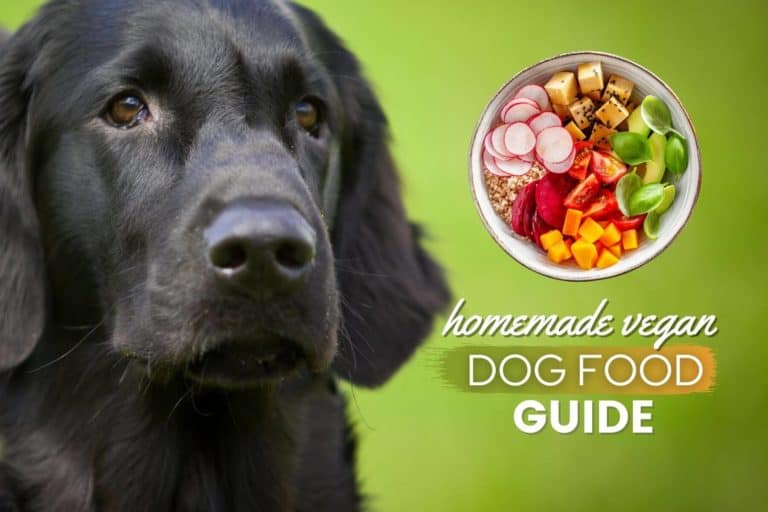 Homemade Vegan Dog Food Guide: 9 Vet-Approved Recipes, Ingredients & FAQs