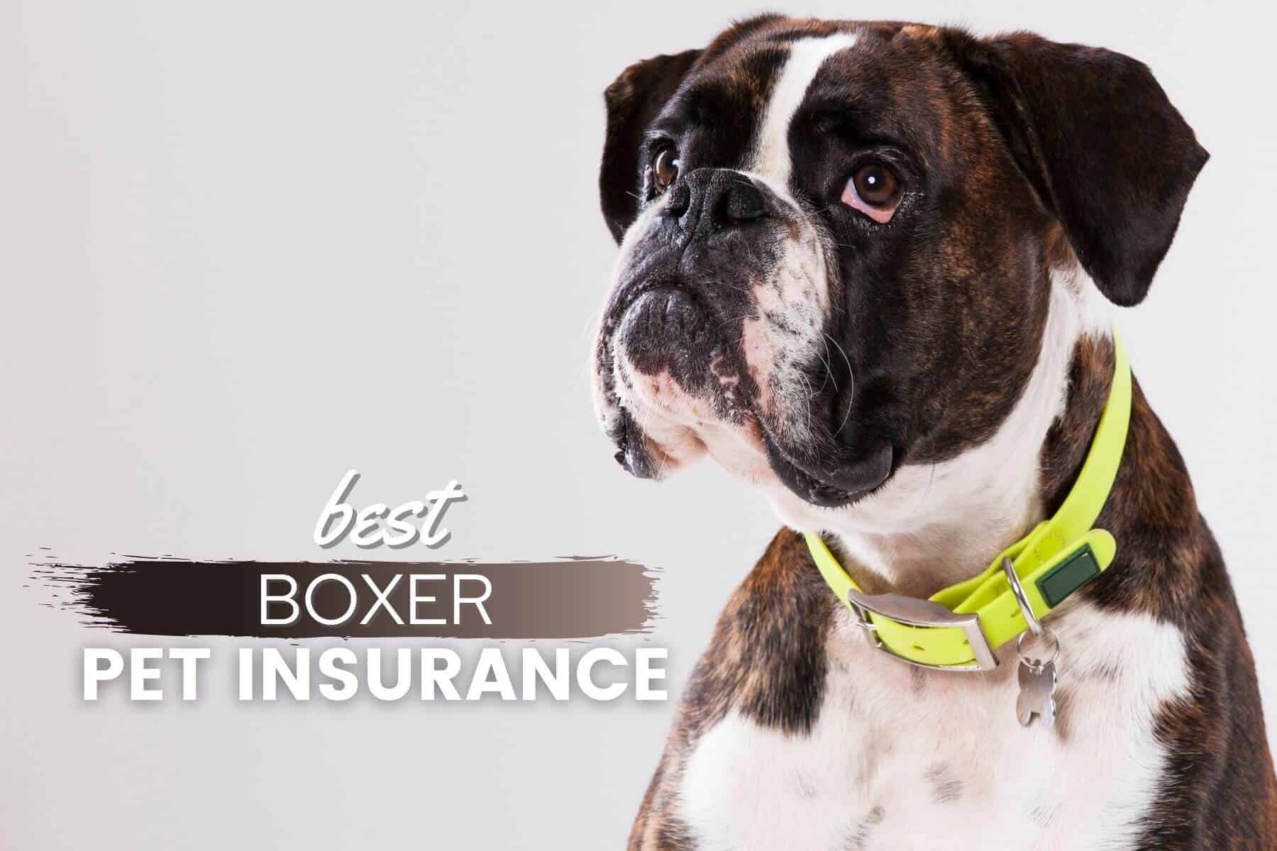 Best Pet Insurance For Boxer Dogs: Cost, Quotes & Plan Comparison - Canine  Bible