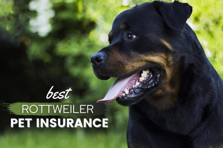 Best Pet Insurance For Rottweilers: Cost, Quotes & FAQs