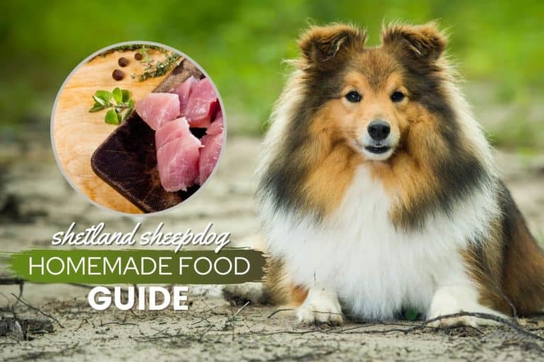 Shetland Sheepdog Homemade Dog Food: Recipes & How-To Guide
