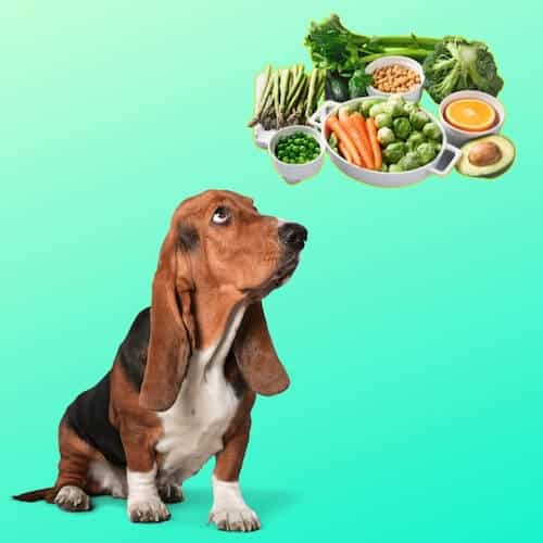 vegan homemade dog food