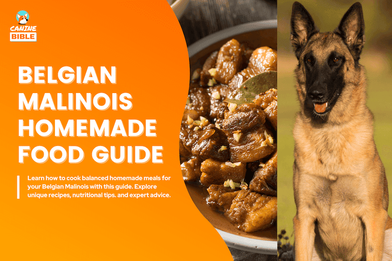 Belgian Malinois Homemade Dog Food