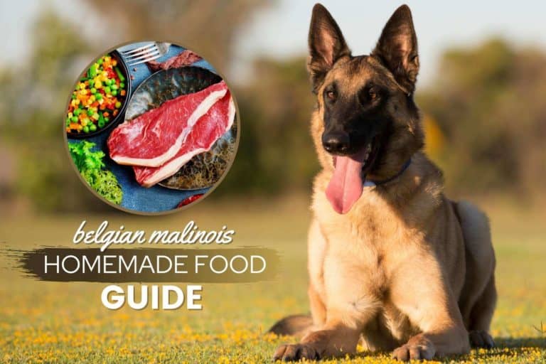 Belgian Malinois Homemade Food Guide & Recipes