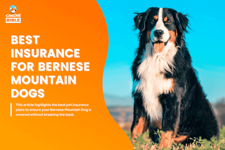 Bernese mountain dog pet insurance