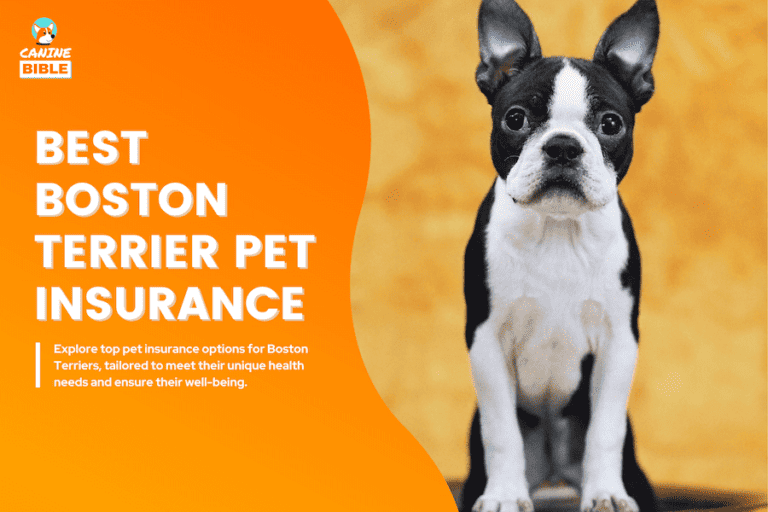Best pet insurance for Boston Terriers