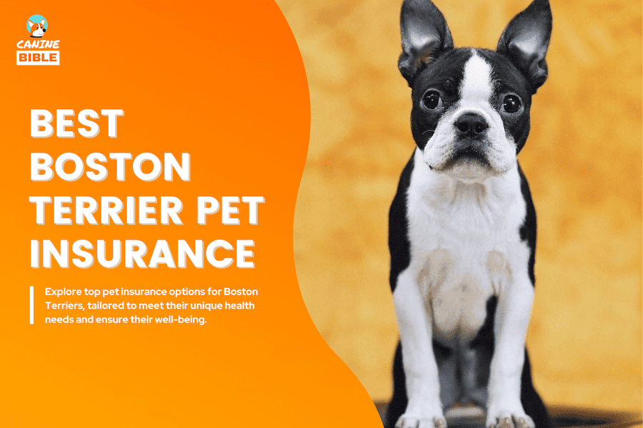 Best pet insurance for Boston Terriers