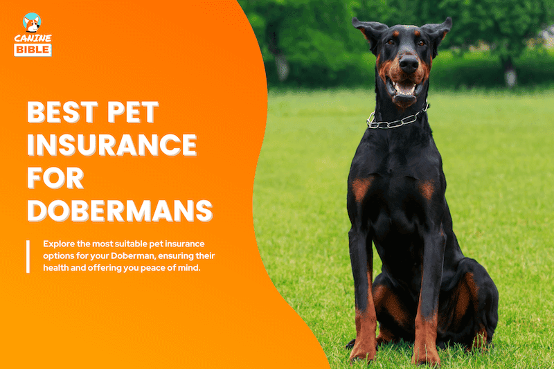 Doberman Pinschers Pet Insurance