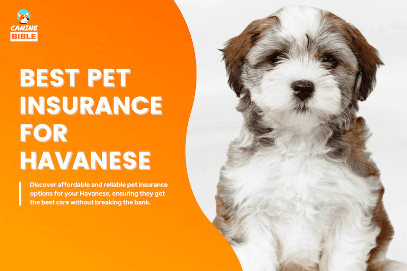 havanese insurance