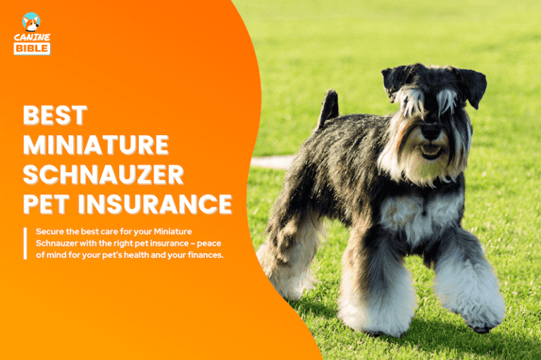 Best Miniature Schnauzer Pet Insurance: Cost, Quotes & Top Plans