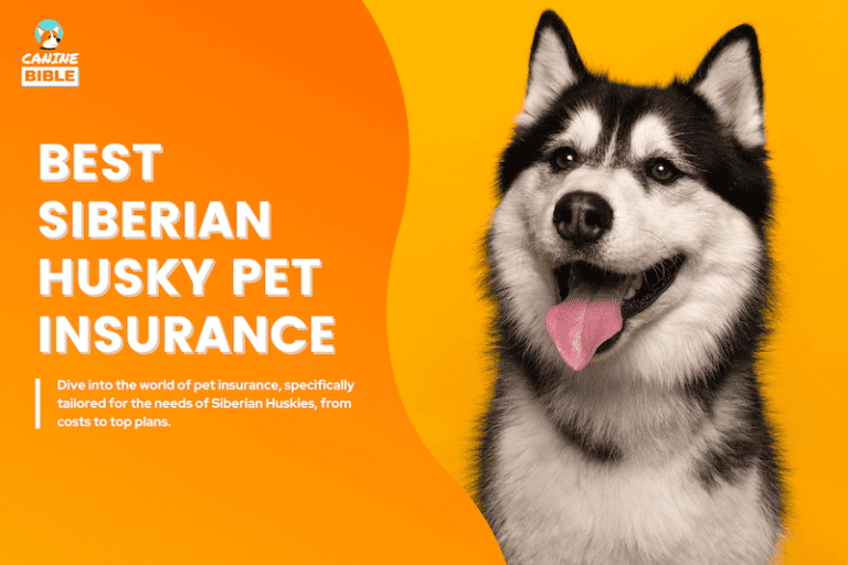 Best Pet Insurance For Siberian Husky: Top Plans, Cost & Quotes