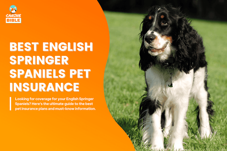 english springer spaniel pet insurance