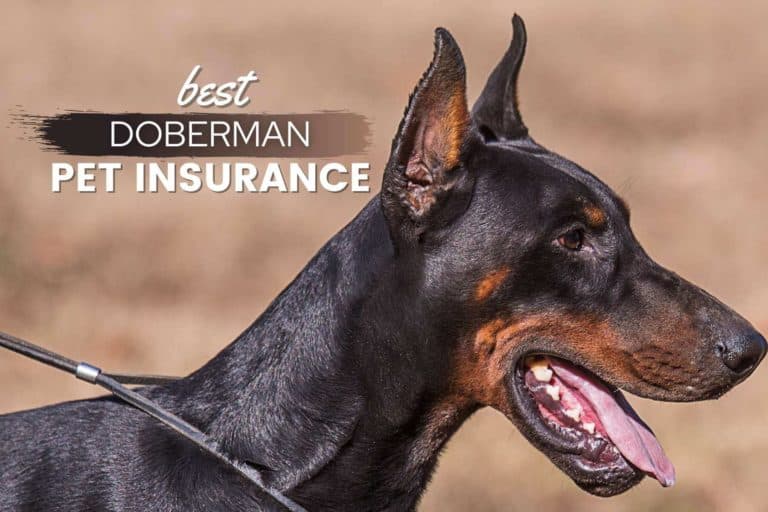 Best Pet Insurance For Doberman Pinschers: Cost, Quotes & FAQs?