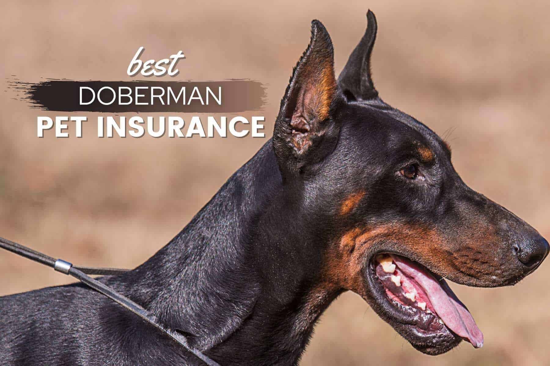 Doberman Pinschers Pet Insurance