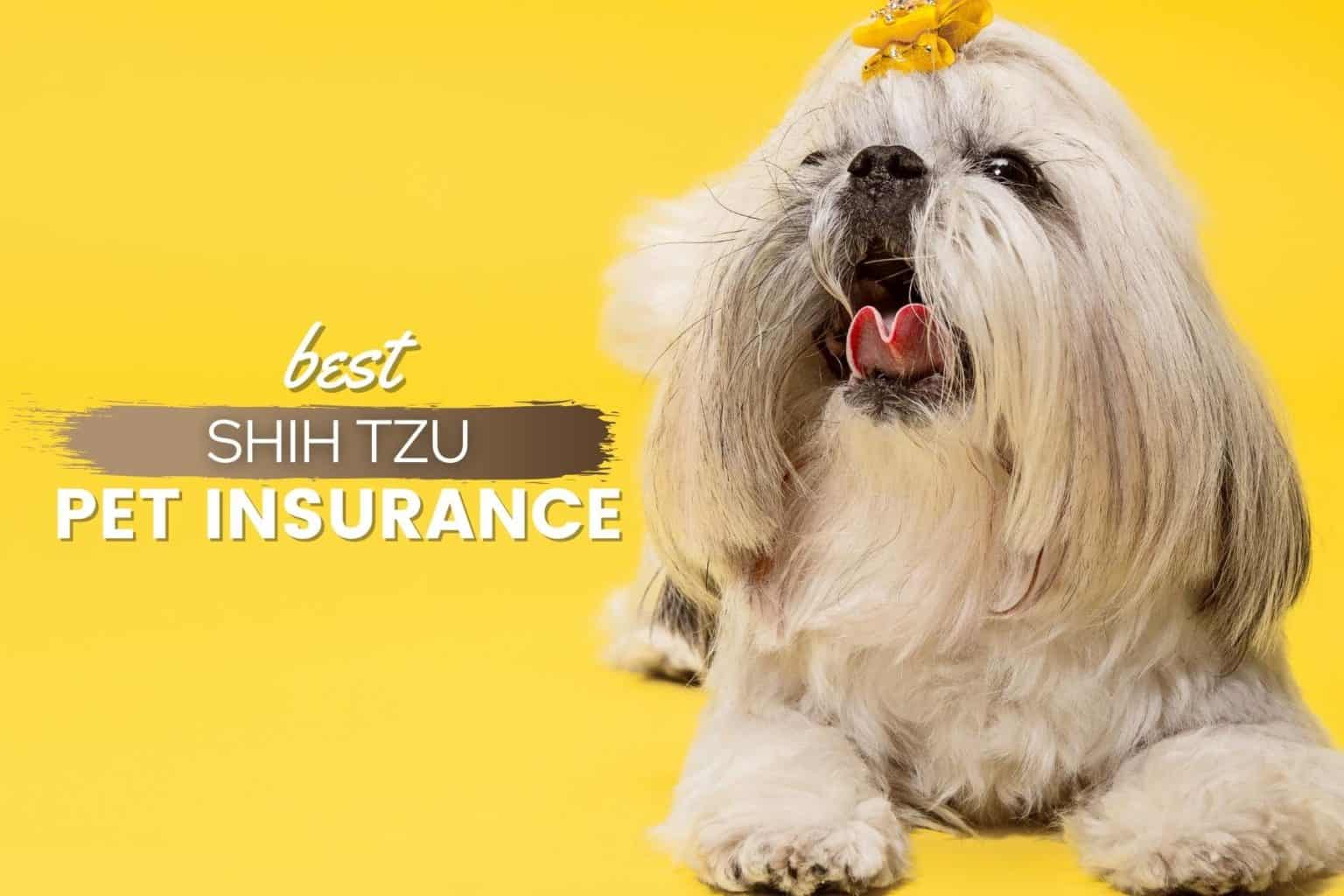 Best Pet Insurance For Shih Tzus Top Plans Cost Quotes More