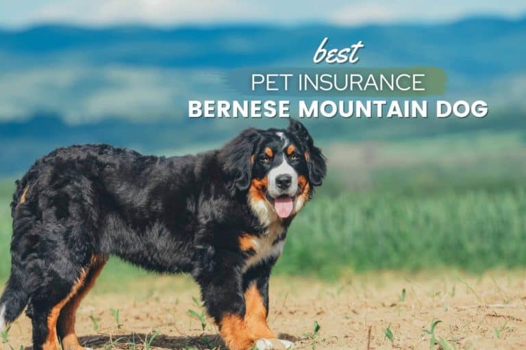 Best Pet Insurance For Bernese Mountain Dogs 2023 (Cost, Quotes & FAQs)