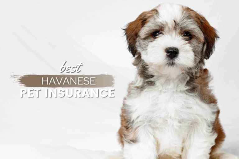 Best Pet Insurance For Havanese 2023: Cost, Quotes & More