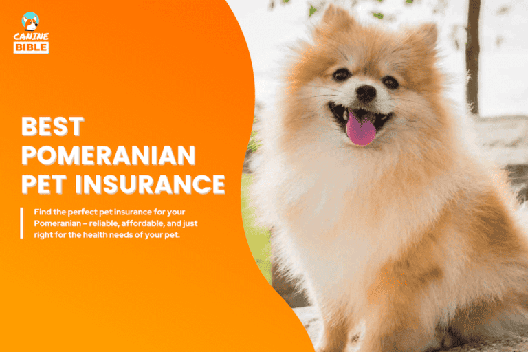 Best Pet Insurance For Pomeranians 2024: Is It Worth It?