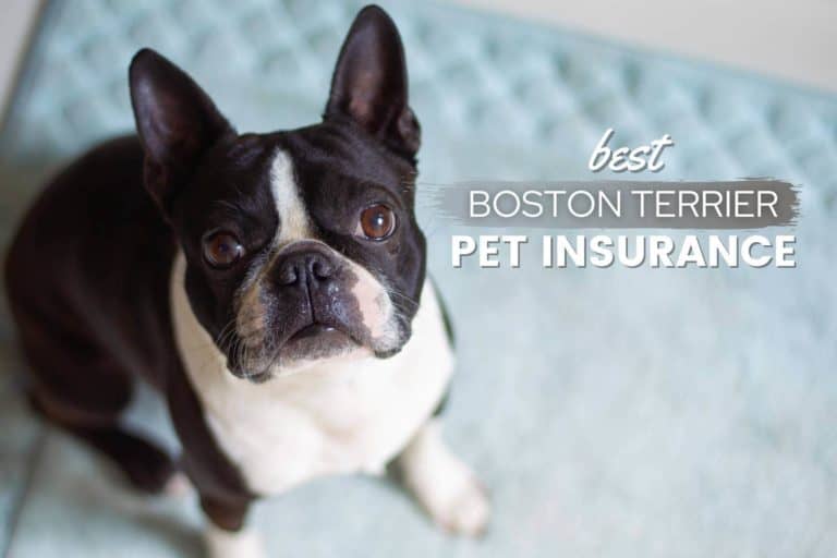 Best Pet Insurance For Boston Terriers: Price, Quotes & FAQs