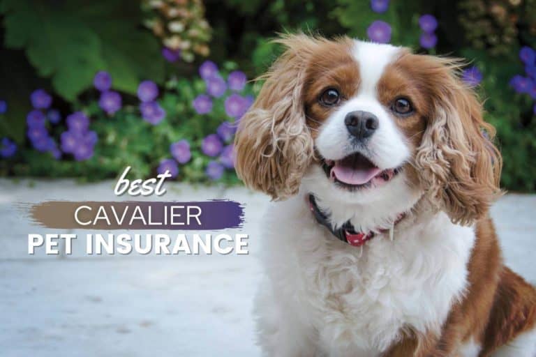 Best Cavalier King Charles Spaniels Pet Insurance Plans: Costs, Plans & FAQs
