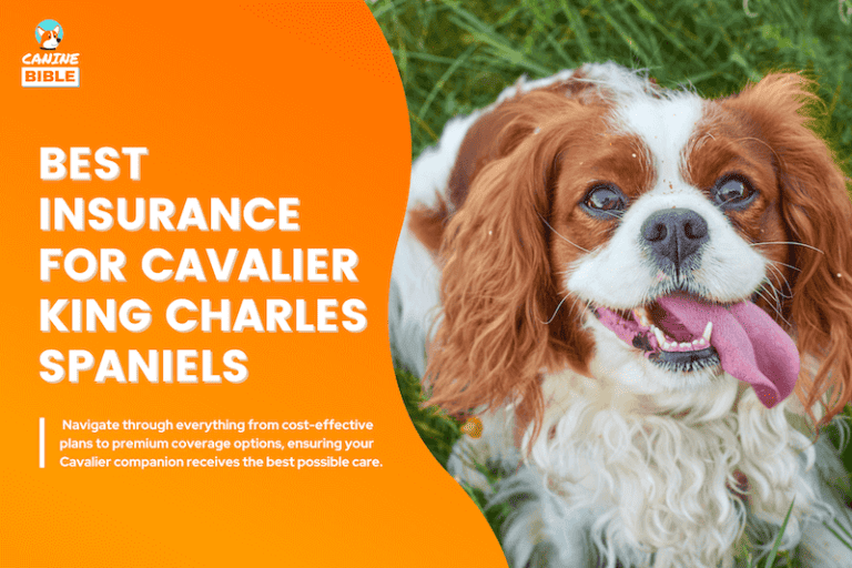 Best Cavalier King Charles Spaniels Pet Insurance: Costs, Plans & FAQs