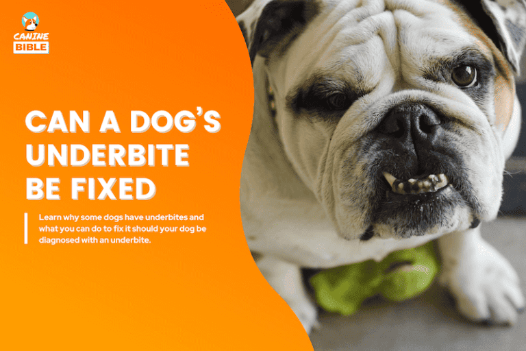 Underbite In Dogs & Puppies: Can It Be Fixed? Correction Cost & Treatment