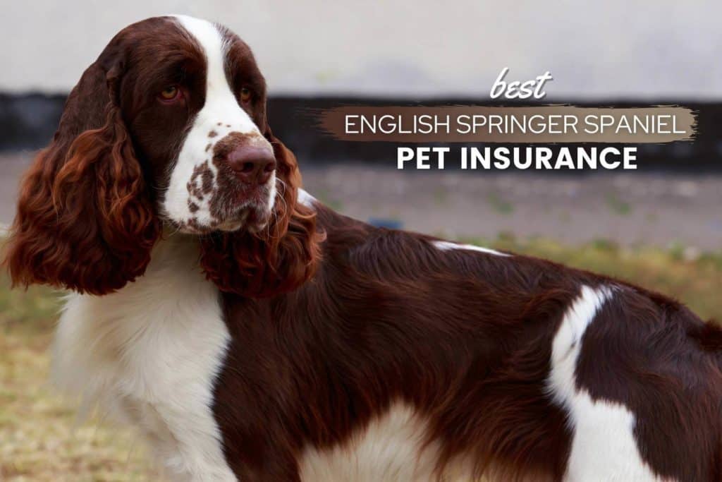 Best Pet Insurance For French Bulldogs 2022 Cost, Quotes & FAQs