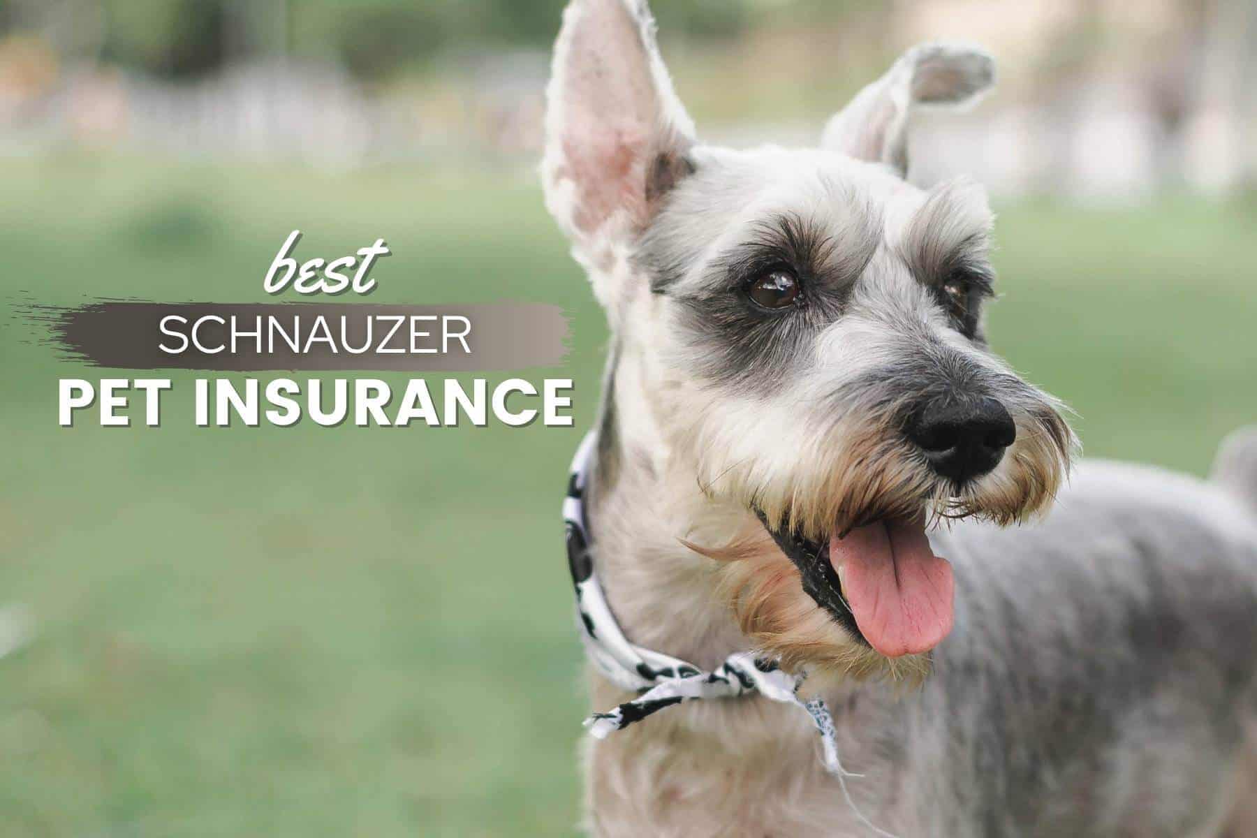 schnauzer pet insurance