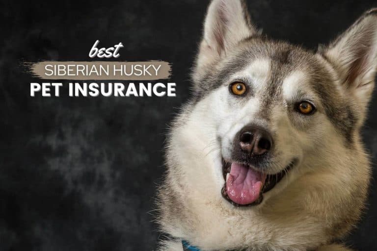 Best Pet Insurance For Siberian Husky: Top Plans, Cost & Quotes