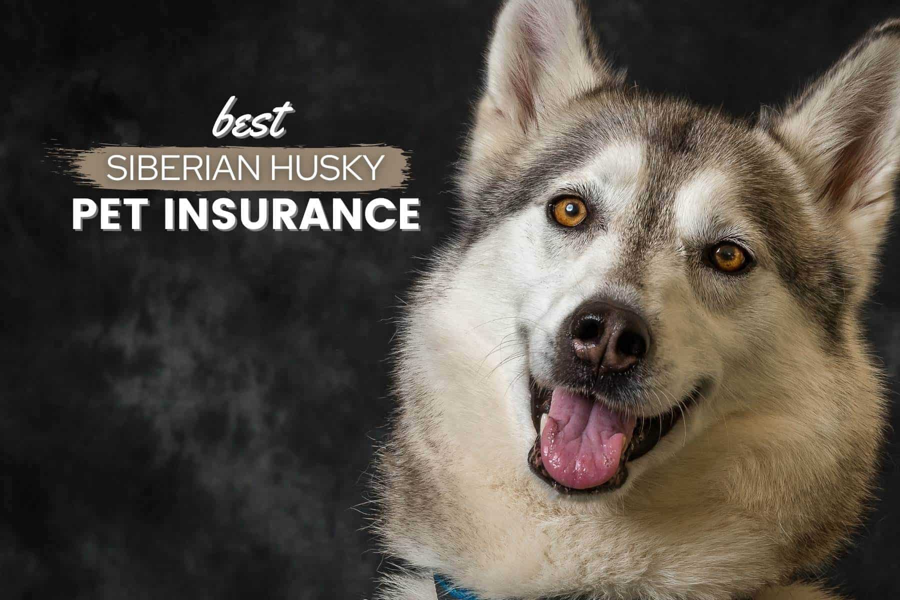 siberian husky pet insurance