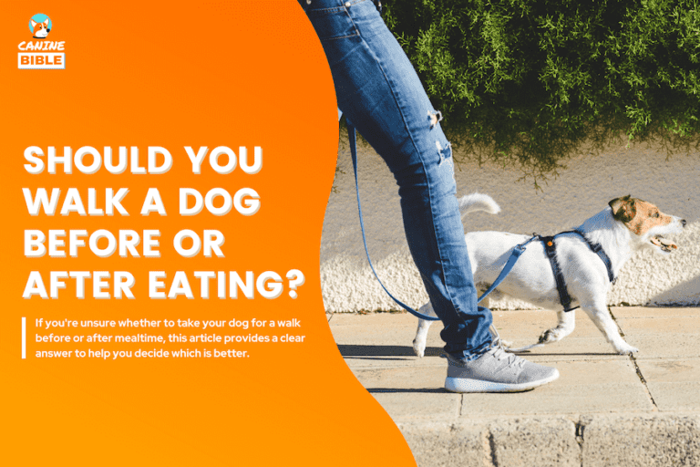 Walking A Dog Before or After Eating: How Long Should I Wait, 30 Minutes?