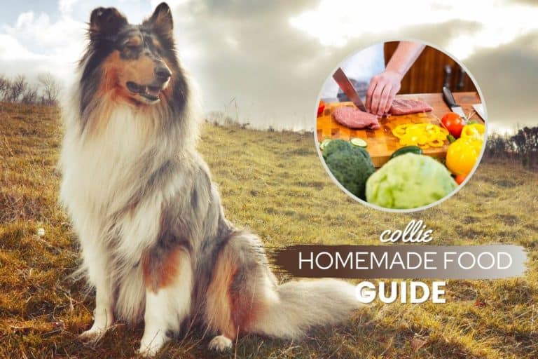 Collie Homemade Dog Food Guide: Recipes & Tips