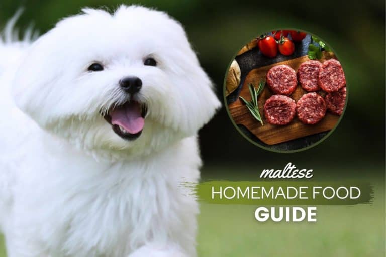 Maltese Homemade Dog Food Guide: Recipes & Nutrition Guidelines