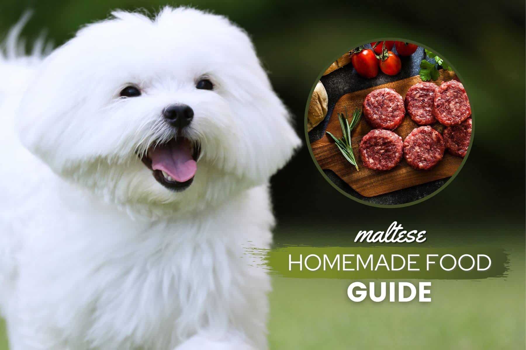 Maltese Homemade Dog Food Guide: Recipes & Nutrition Guidelines - Canine  Bible