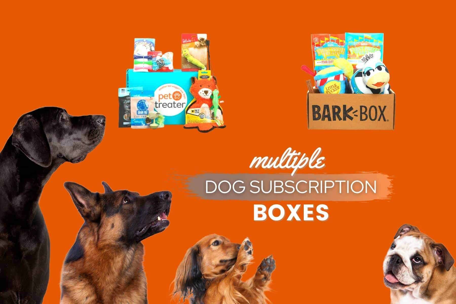 best subscription boxes for multiple dogs