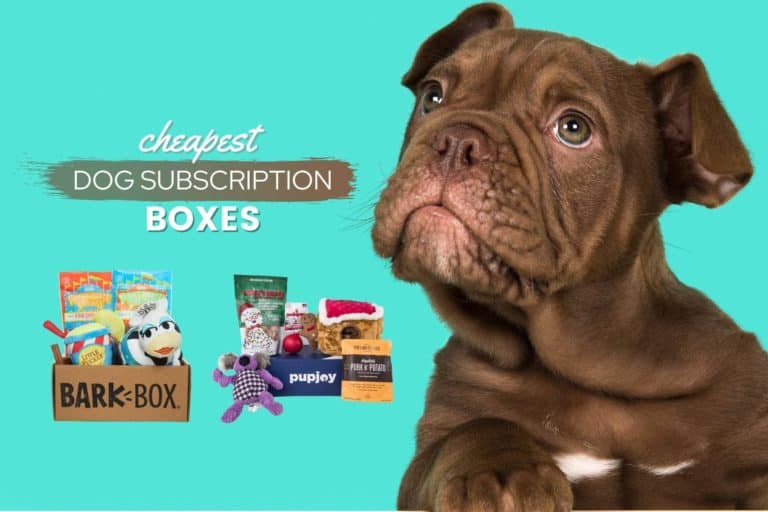 Cheapest Monthly Dog Subscription Boxes [2022] ⁠- Reviews & Top Picks