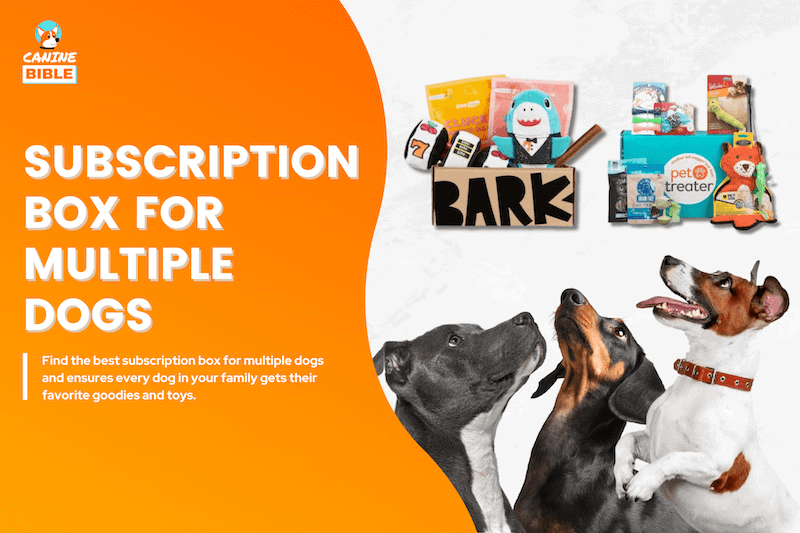 best subscription boxes for multiple dogs