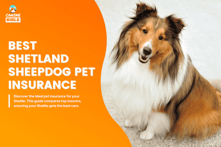 Best Pet Insurance For Shetland Sheepdogs: Quote, Cost & More