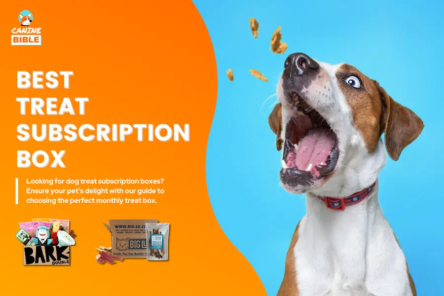 dog treat subscription box