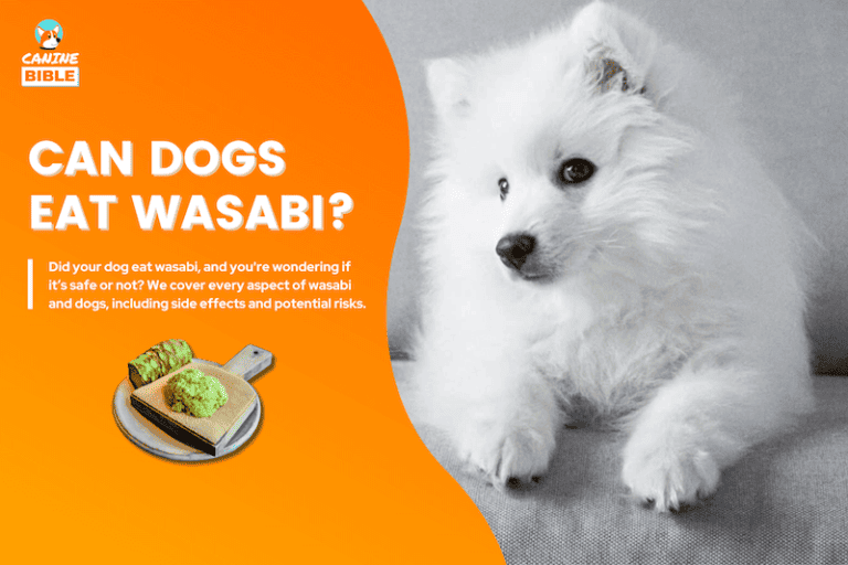 Can Dogs Eat Wasabi? Is Wasabi Bad For Dogs? Vets Answer