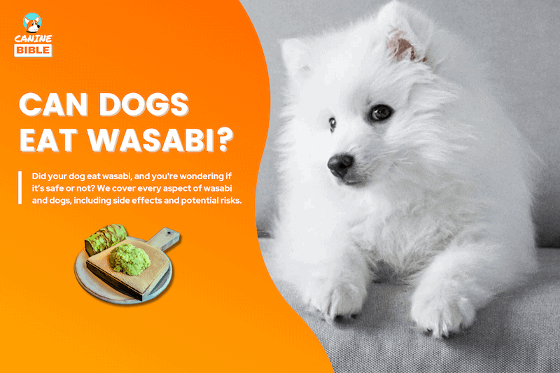 can dogs eat wasabi