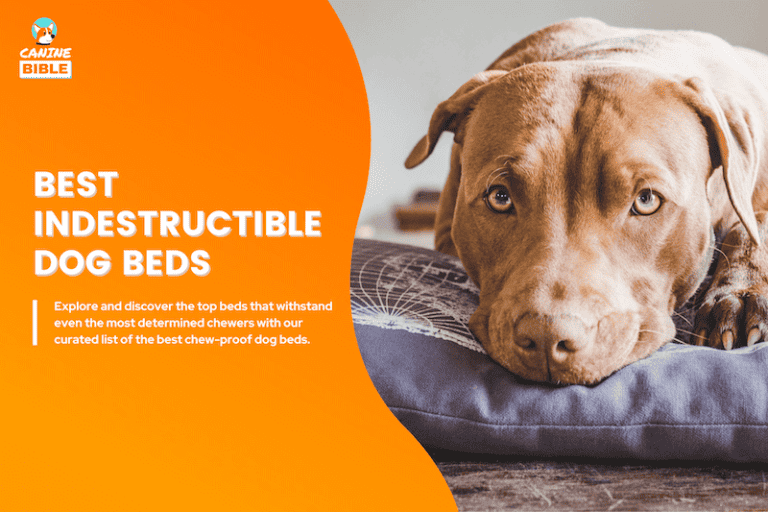 Best Indestructible Dog Beds: Chew-Proof, Durable & Tough