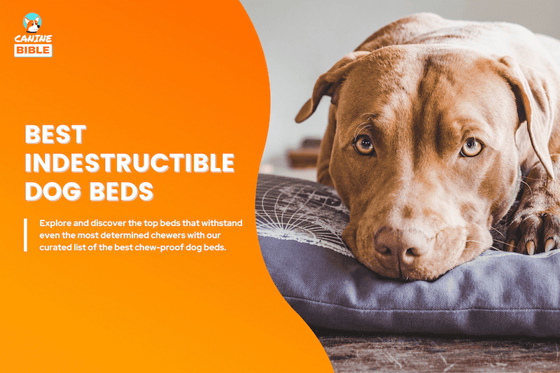 best indestructible dog beds