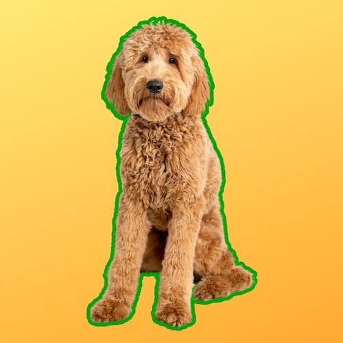 golden doodle colors