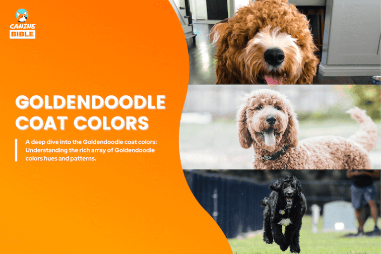 All Goldendoodle Colors & Coat Types: Guide & Pictures