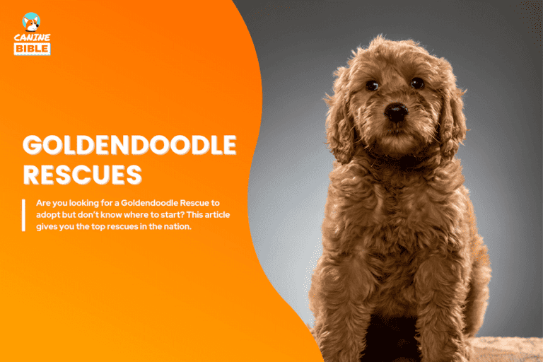 Top 15 Goldendoodle Rescues For Adoption In The USA