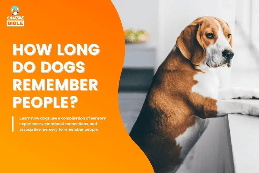 how long do dogs remember people