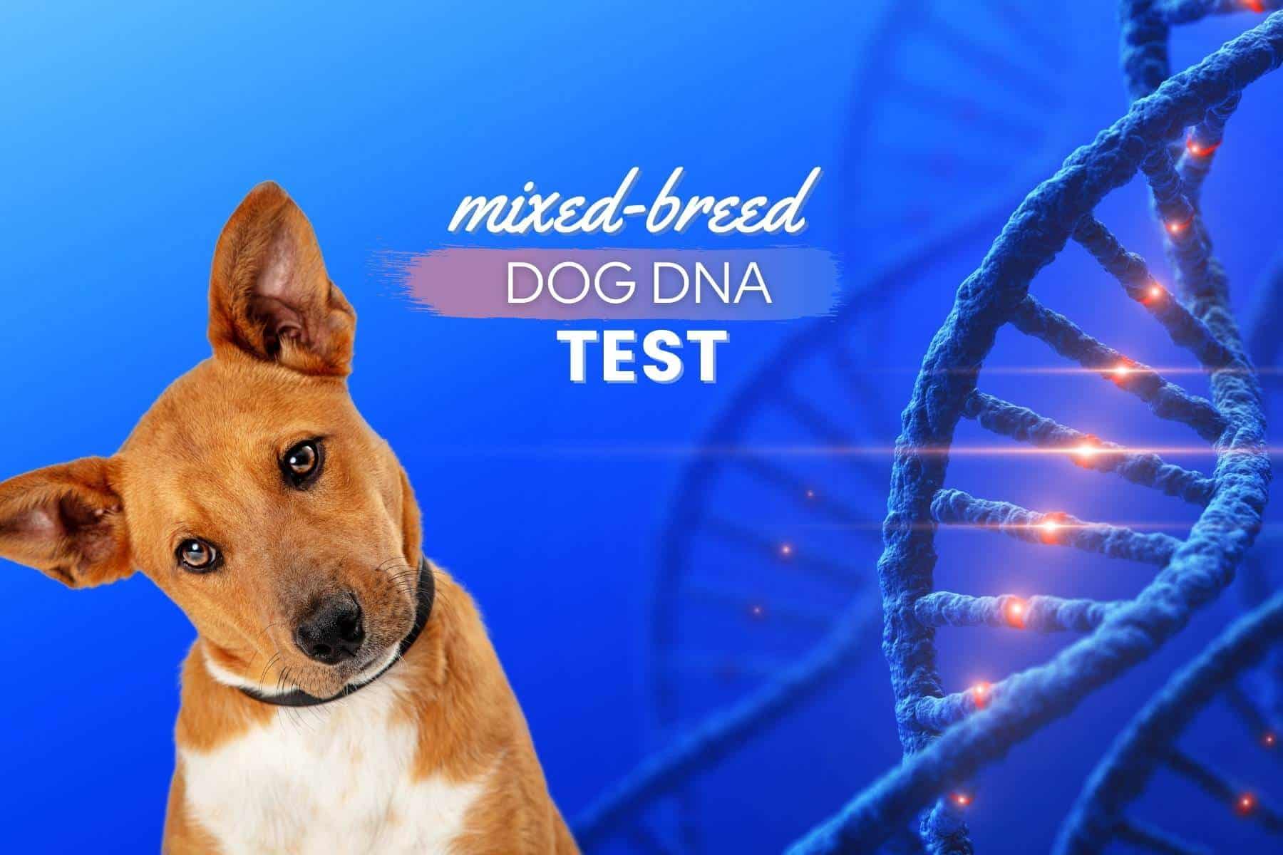 how to test a dog for breed