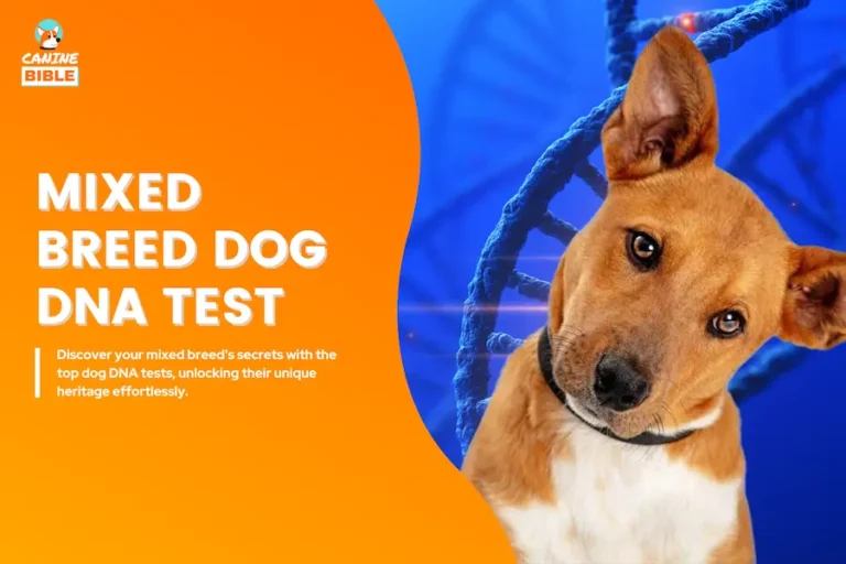 Dog DNA Test For Mixed Breeds