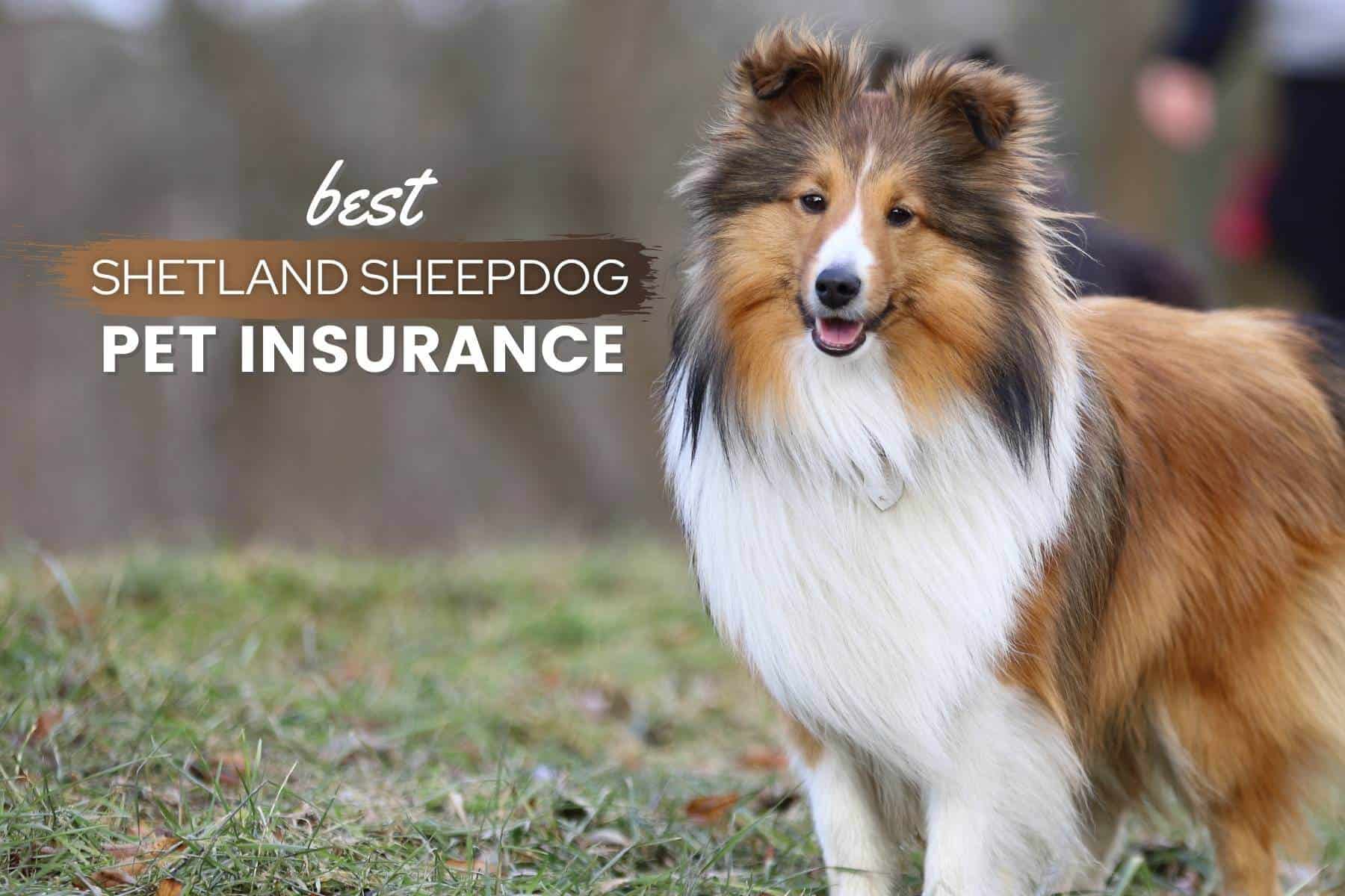 shetland sheepdog pet insurance